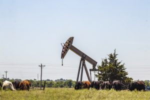 Oil rig pump jack out in field with cows grazing nearby